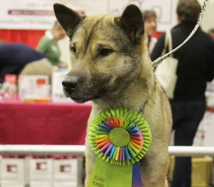 A purebred Kishu dog receives a ribbon at a dog show.