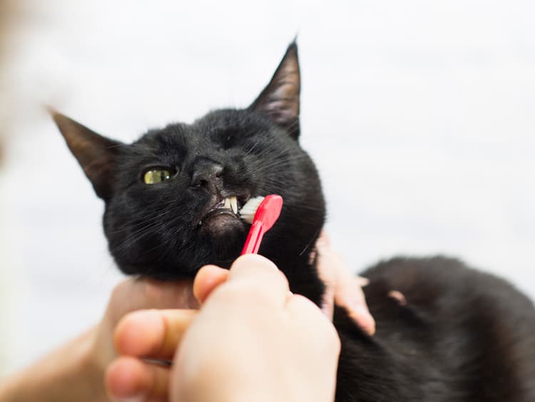 Your Cat Hates When You Brush Their Teeth—Here’s What to Do