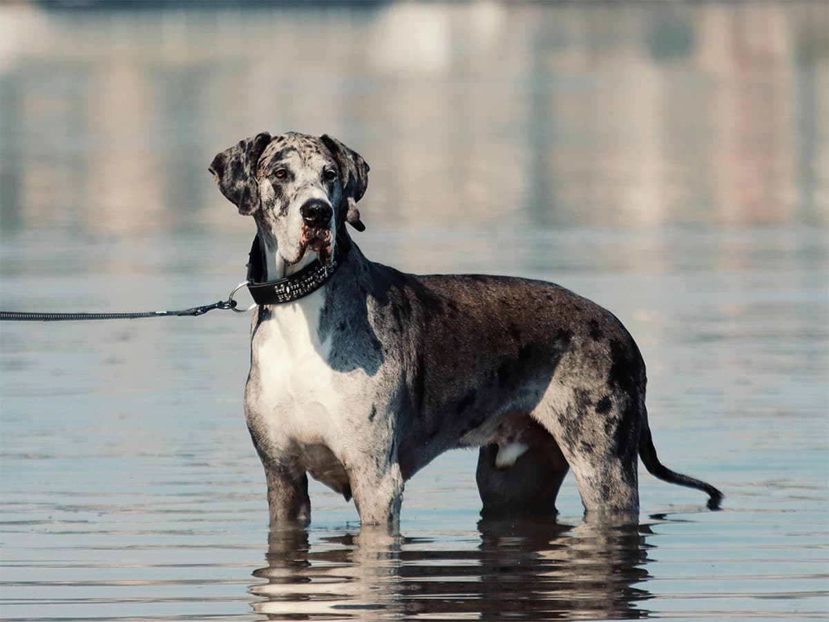 Merle Great Dane standing in a lake