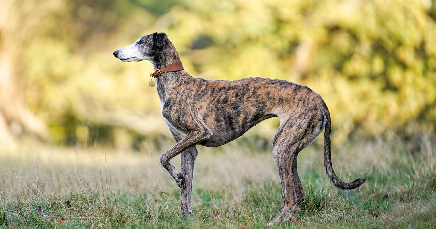 Greyhound: Is This the Right Dog for Your Lifestyle?