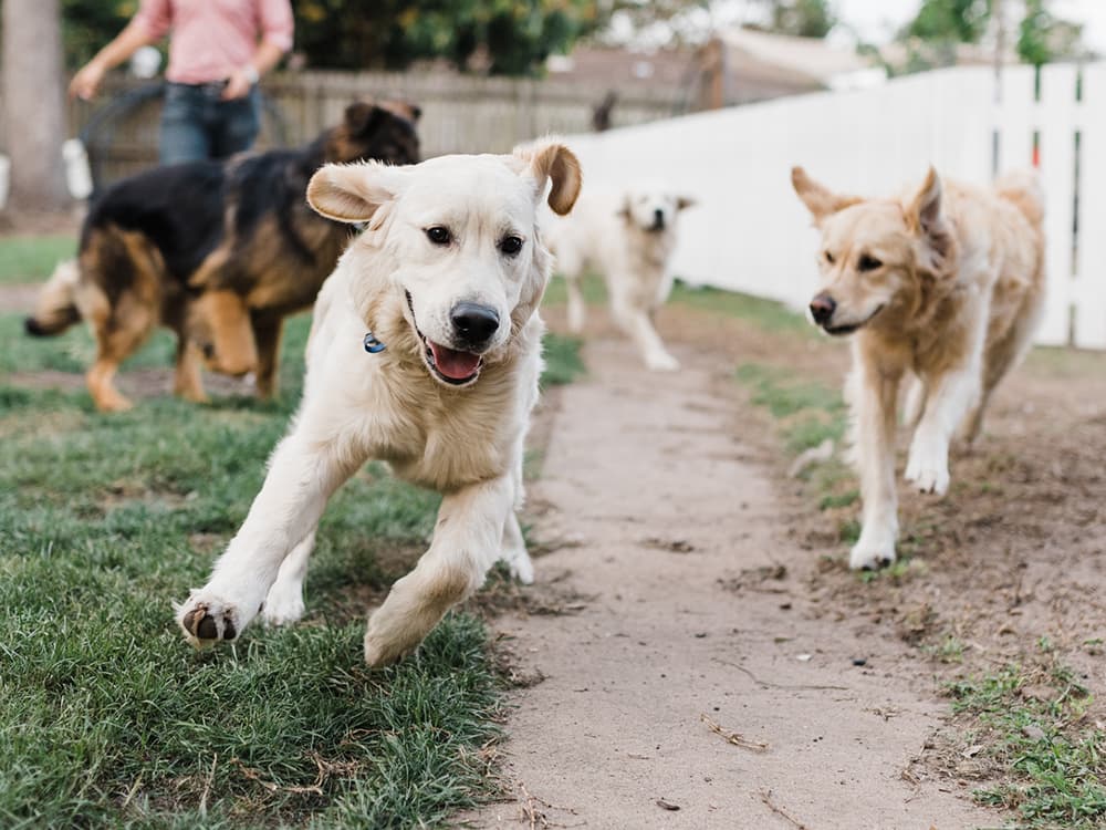 Should You Send Your Pup to Dog Daycare?