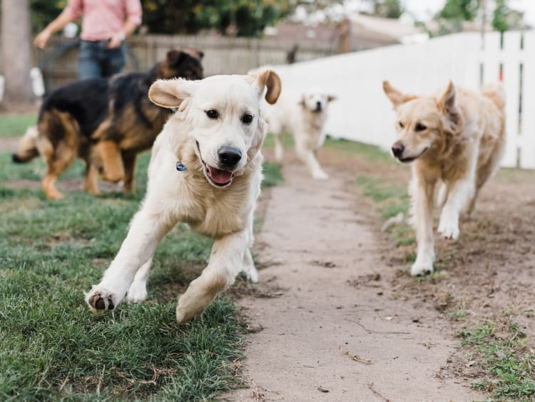 Should You Send Your Pup to Dog Daycare?