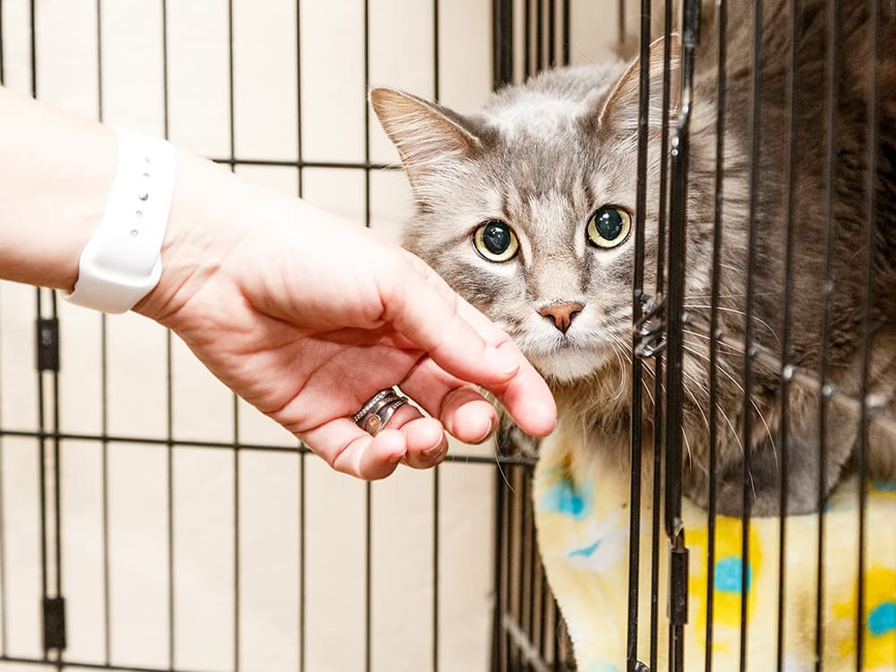 10 Questions to Ask a Shelter About an Adoptable Cat