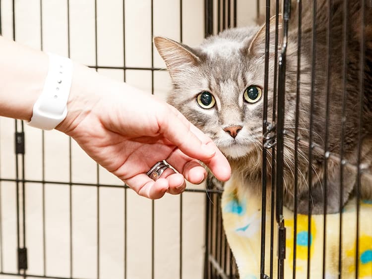 10 Questions to Ask a Shelter About an Adoptable Cat