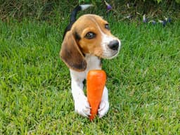 Can Dogs Eat Carrots?