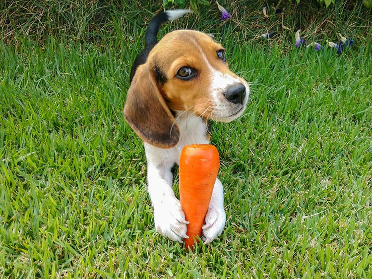 Can Dogs Eat Carrots?