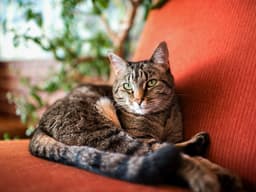 What to Know About Hyperthyroidism in Cats