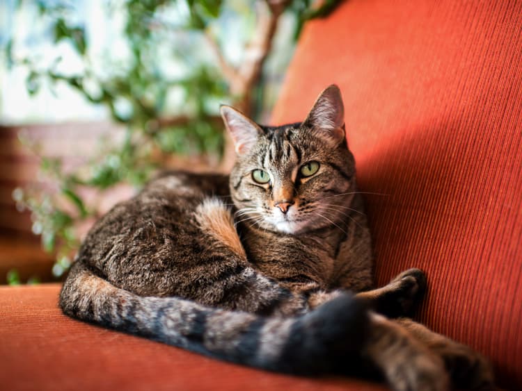 What to Know About Hyperthyroidism in Cats