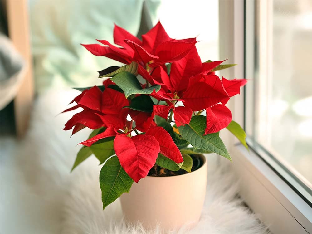 Poinsettia