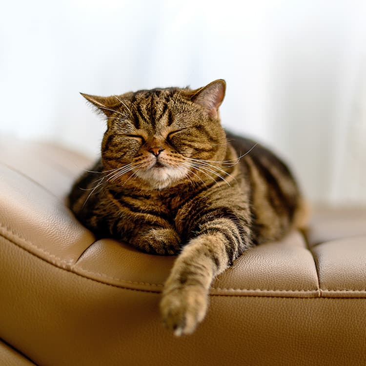 Cute cat sleeping at home with its head up.