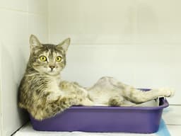 How to Deal with Cat Diarrhea