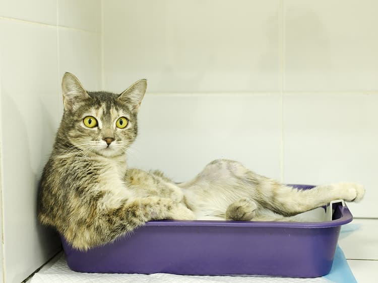 How to Deal with Cat Diarrhea