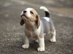 Single Puppy Syndrome: One-Puppy Litter
