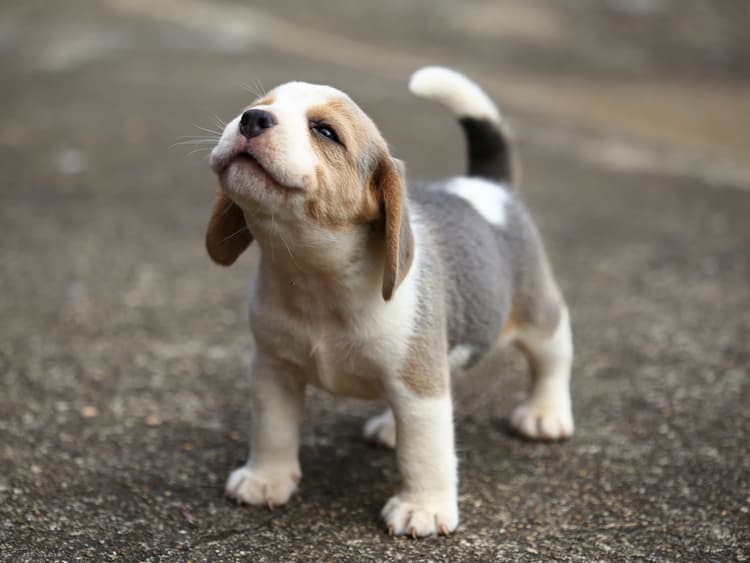 Single Puppy Syndrome: One-Puppy Litter