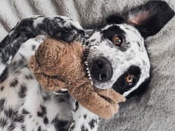 Digging into the Fine Print of Pet Insurance