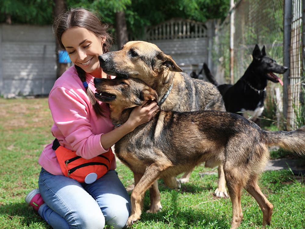 How to Start an Animal Rescue