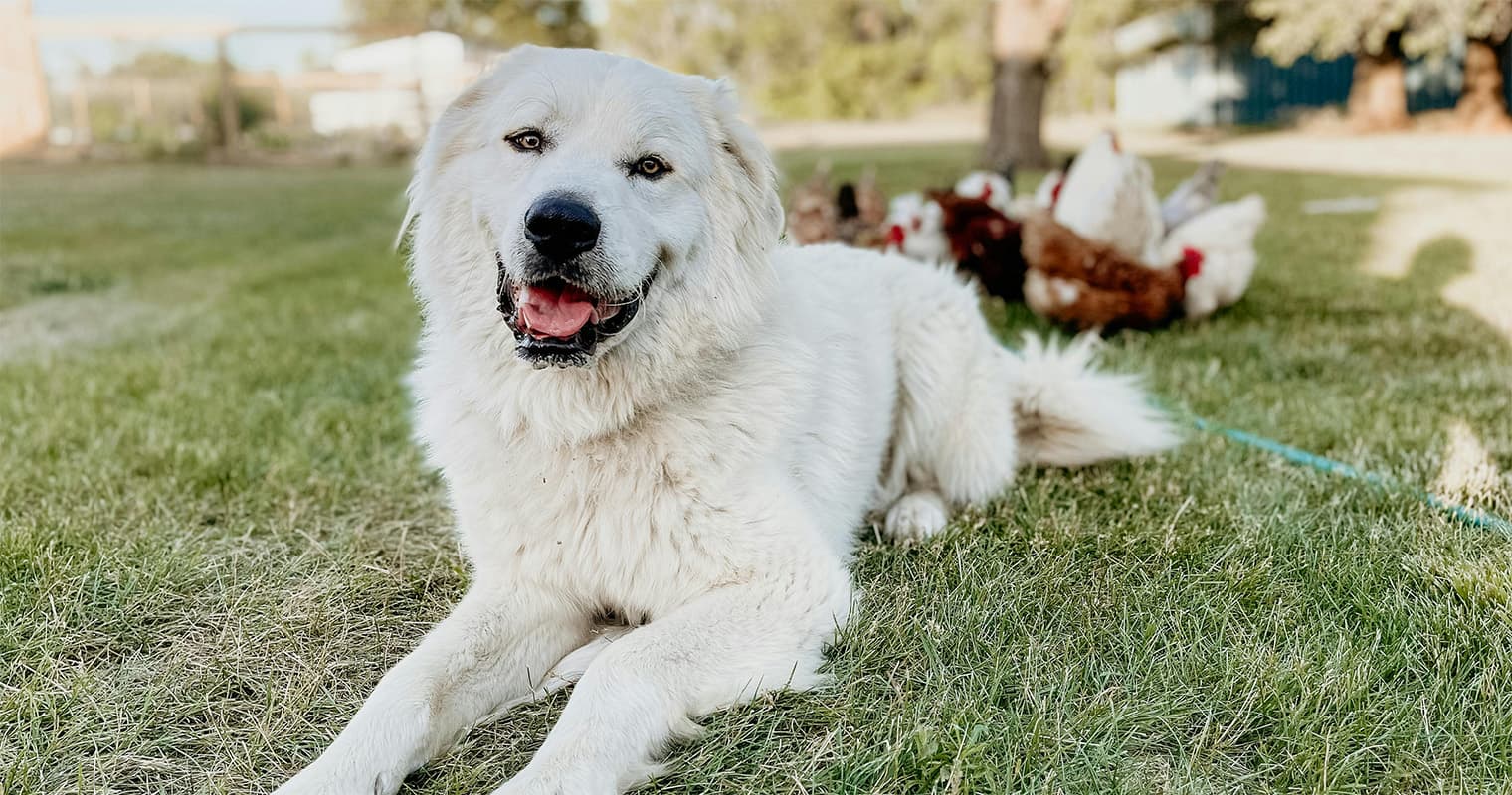 How Do I Rehome My Great Pyrenees?