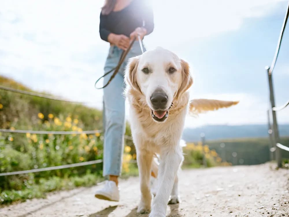 golden retriever being walked by person