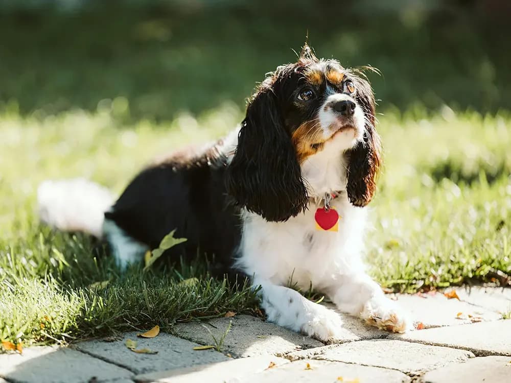 A brown-and-white dog looks up while sitting on grass.