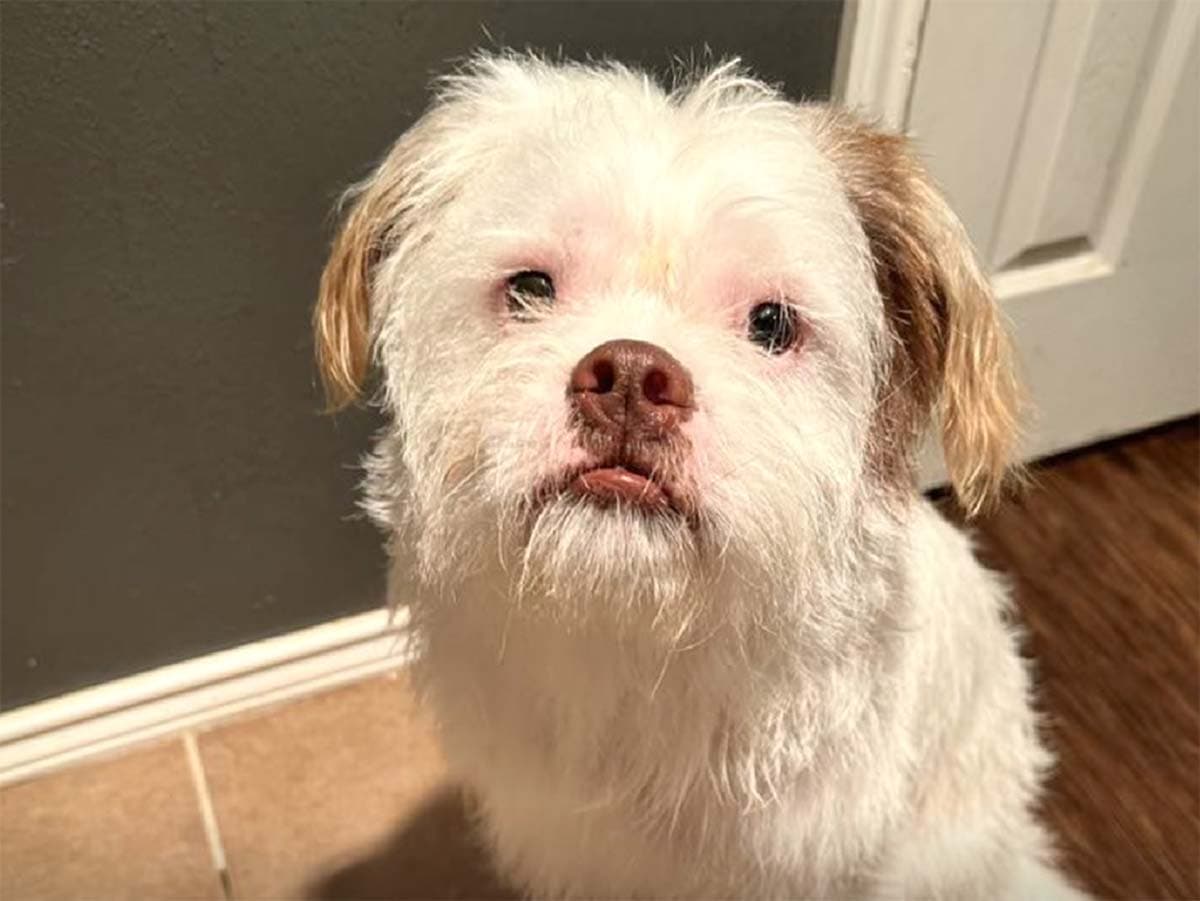 shih tzu bulldog mix