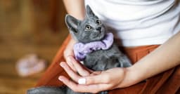 Adopting Your First Kitten? Here’s How to Raise Them Right