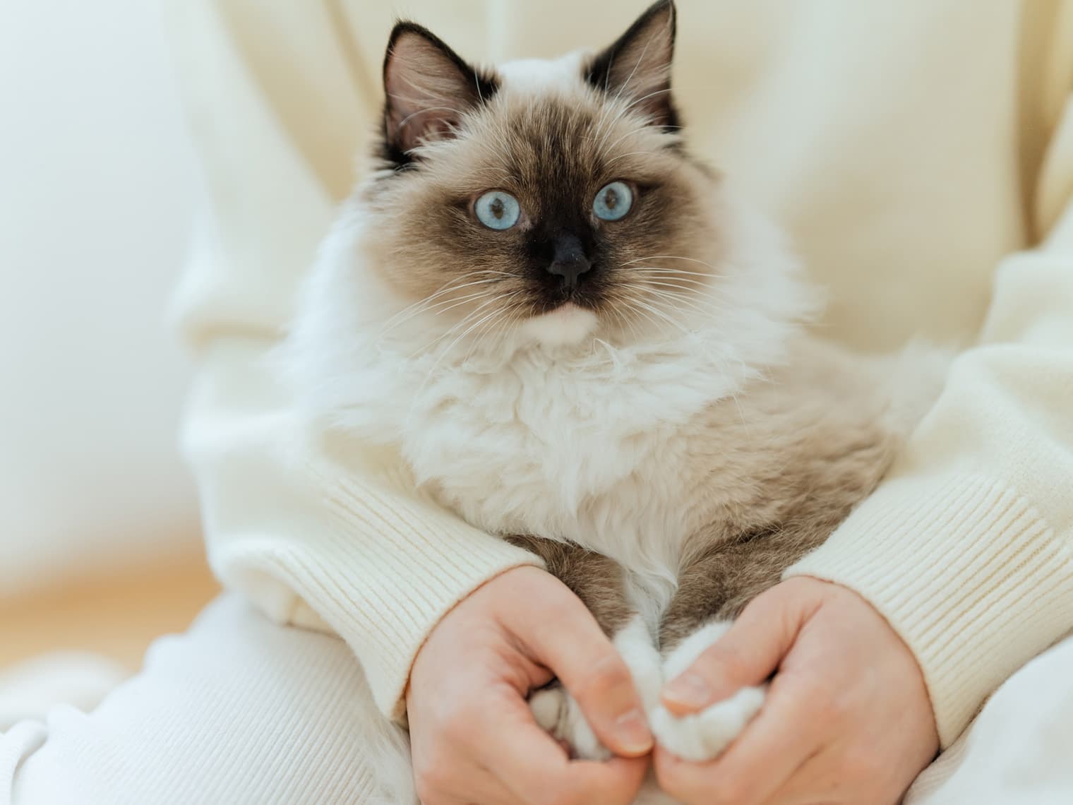 Ragdoll