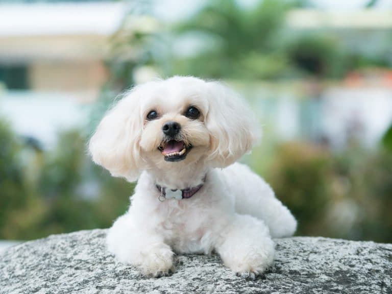 Shih-Poo