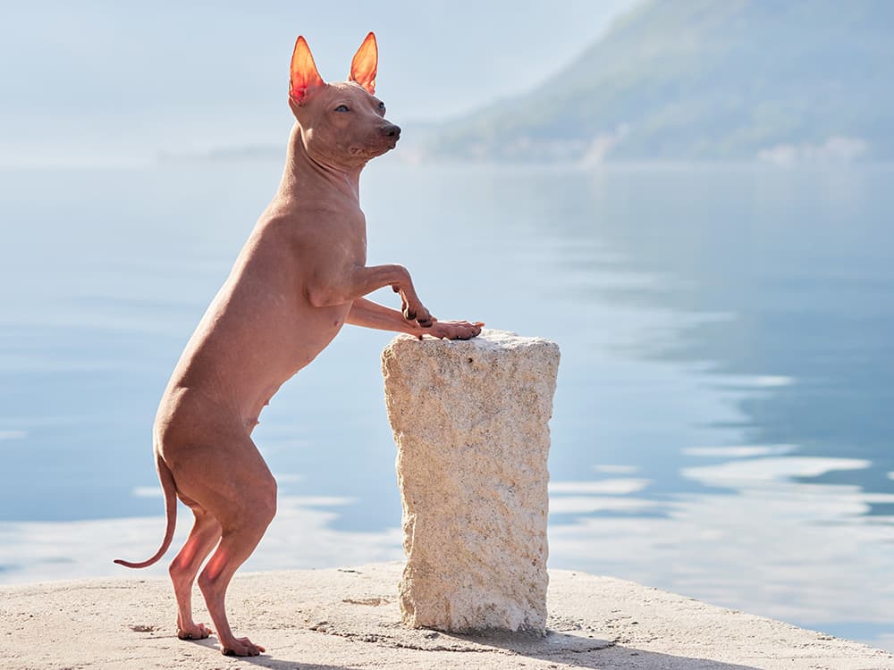 American Hairless Terrier