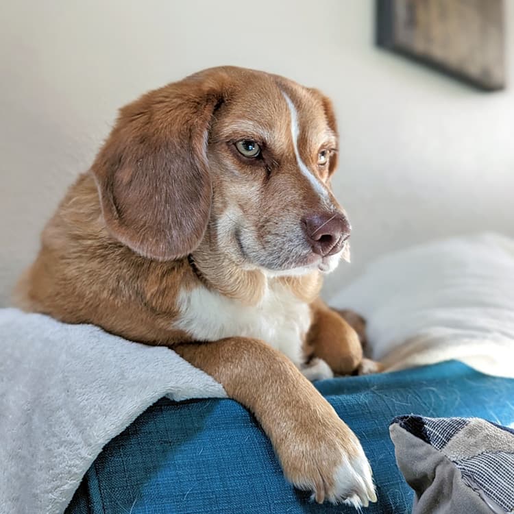 Wait, Is Your Pet Having a... Midlife Crisis?