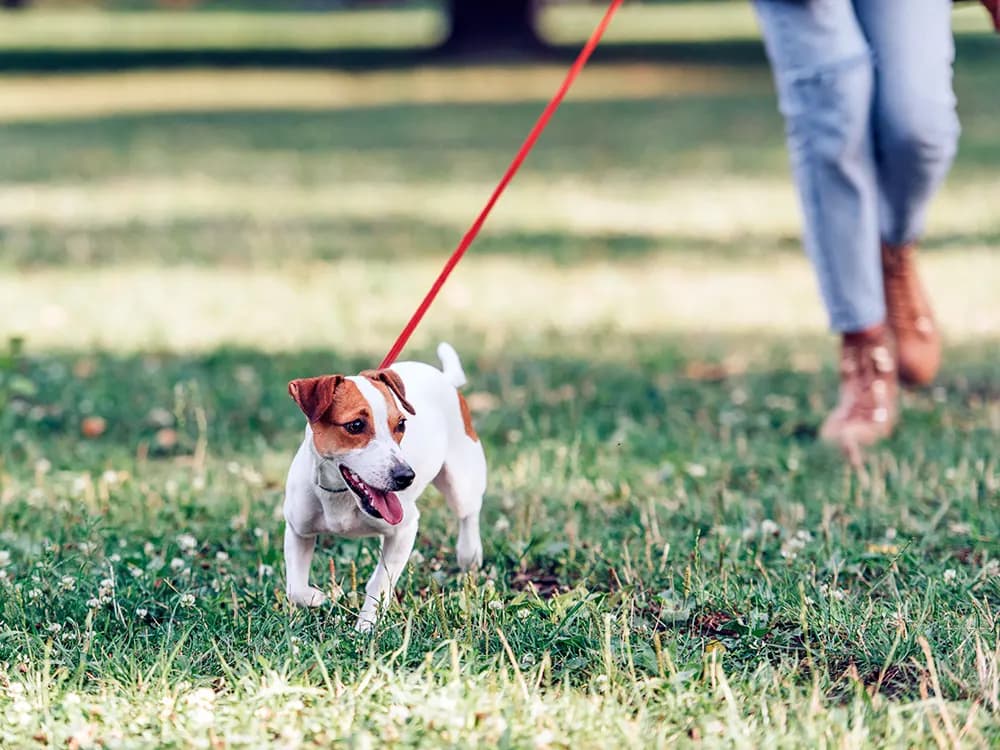 taking dog outside for potty