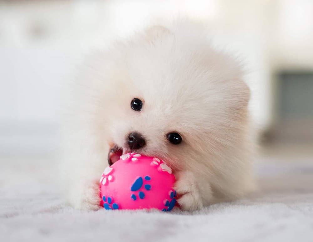 Pomeranian puppy are playing with pink ball