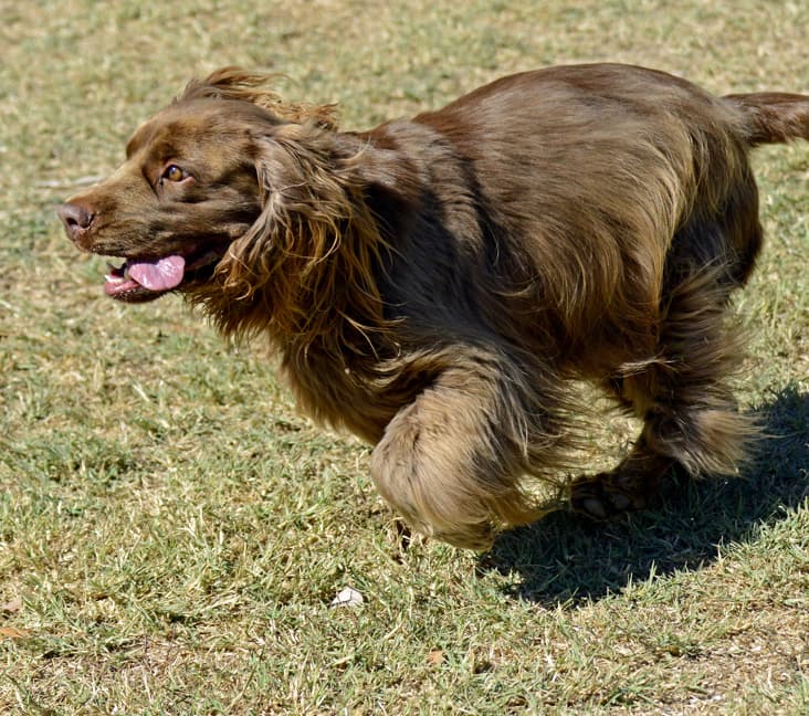 A purebred Sussex Spaniel dog running on the grass.