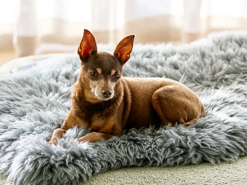 Small Brown Dog Relaxing On A Fluffy Gray Bed In A Bright Room