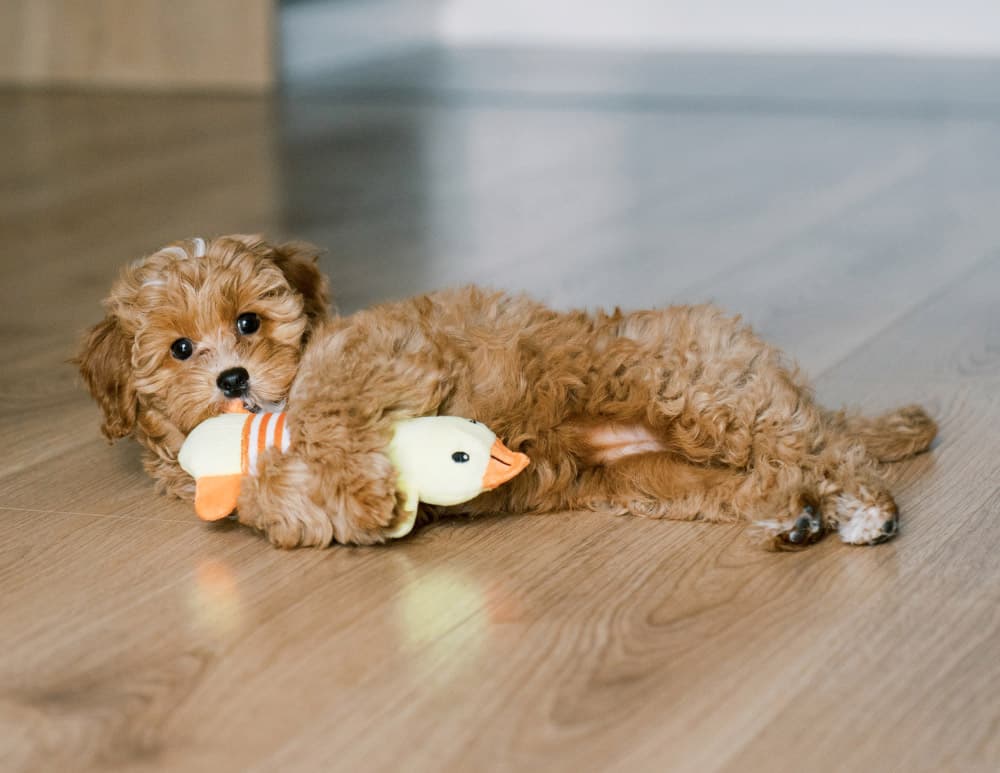 Cute Maltipoo puppy lying on the floor, playfully chewing a plush toy