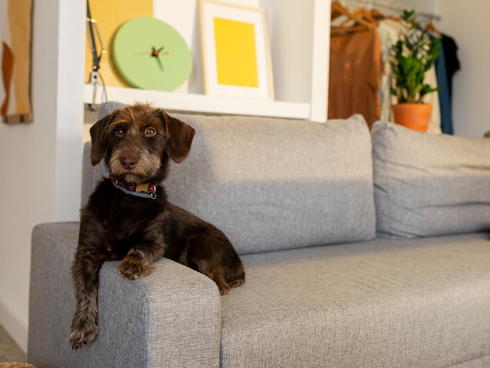 Turns Out Dogs Can Tell, Er, Smell Time