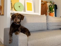 Turns Out Dogs Can Tell, Er, Smell Time