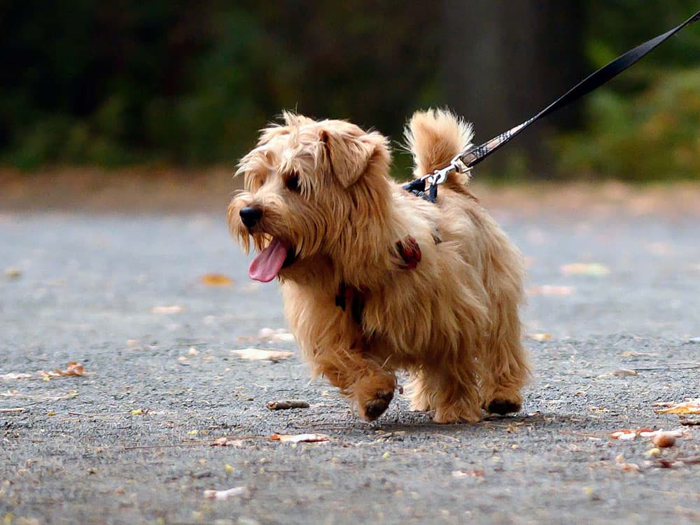 Norfolk Terriers