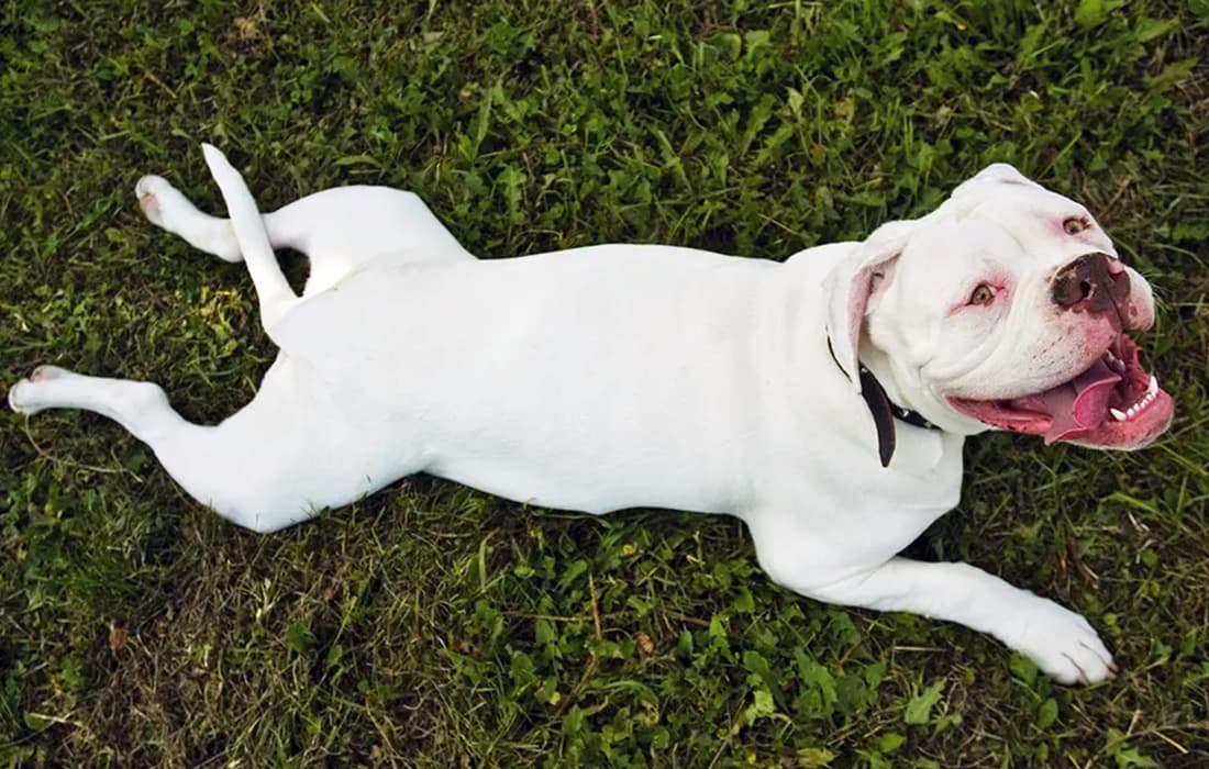 How Long Does It Take an American Bulldog to Get Used to a New Home?
