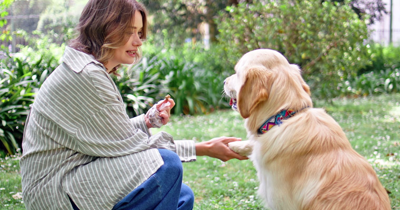 The Golden Retriever Training Playbook