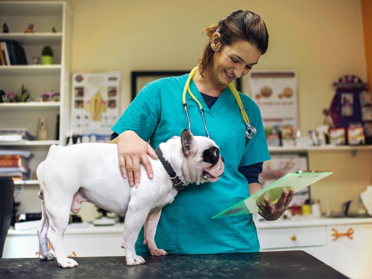 How to Give Your Dog a Blissful Vet Visit