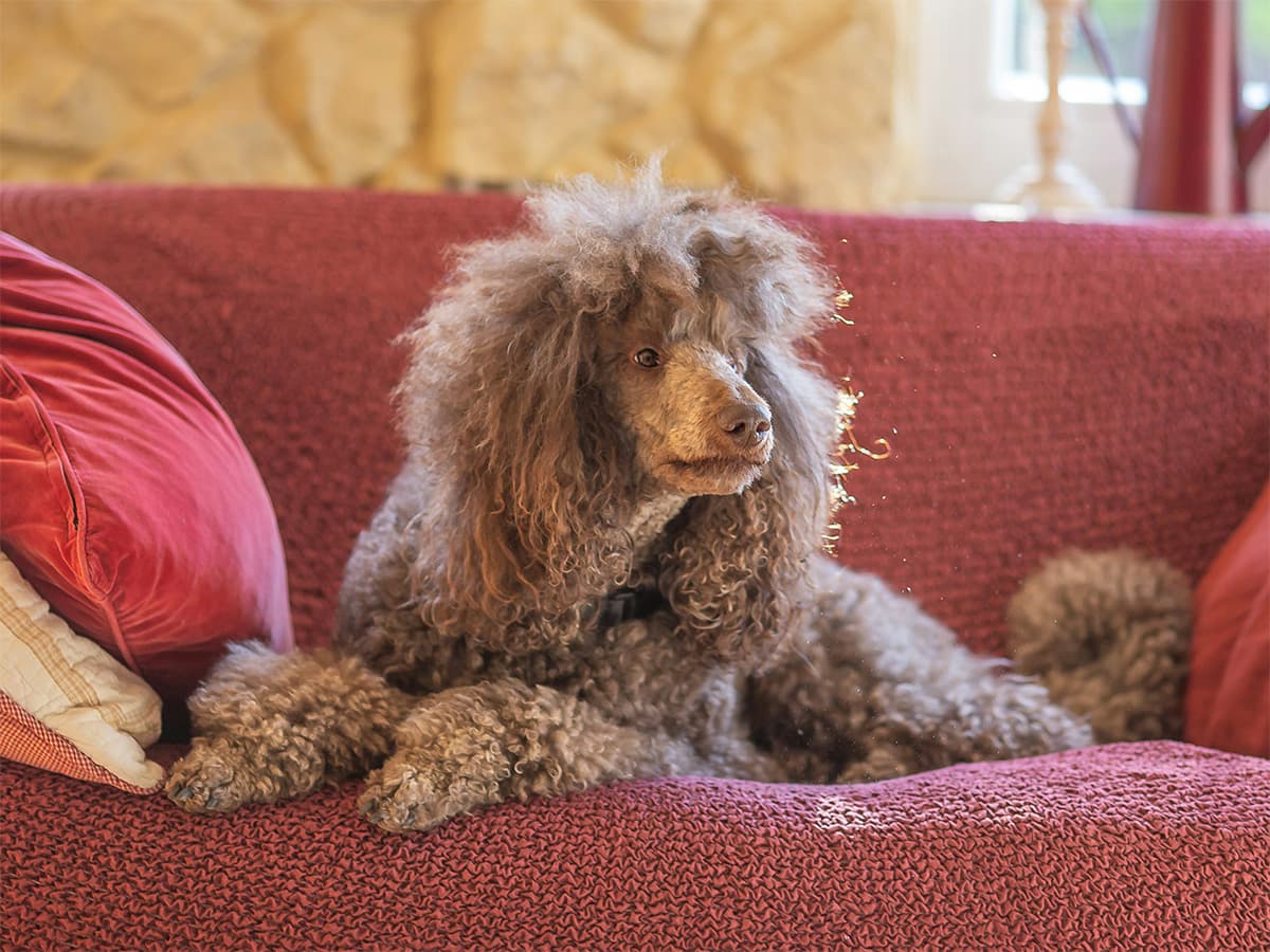 standard poodle dog on couch