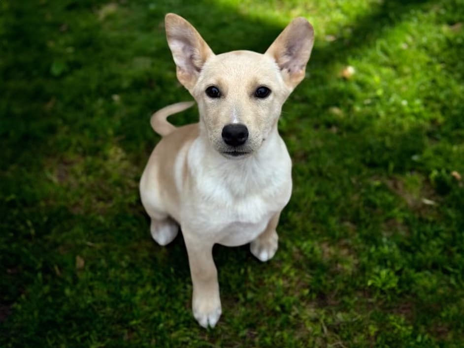 shiba x corgi mix shelter dog