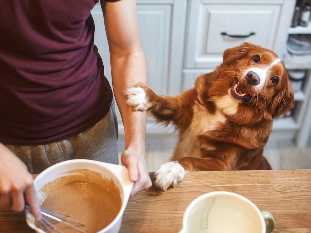 The Top 10 Toxins Pets Are Exposed to at Home, According to New ASPCA Report