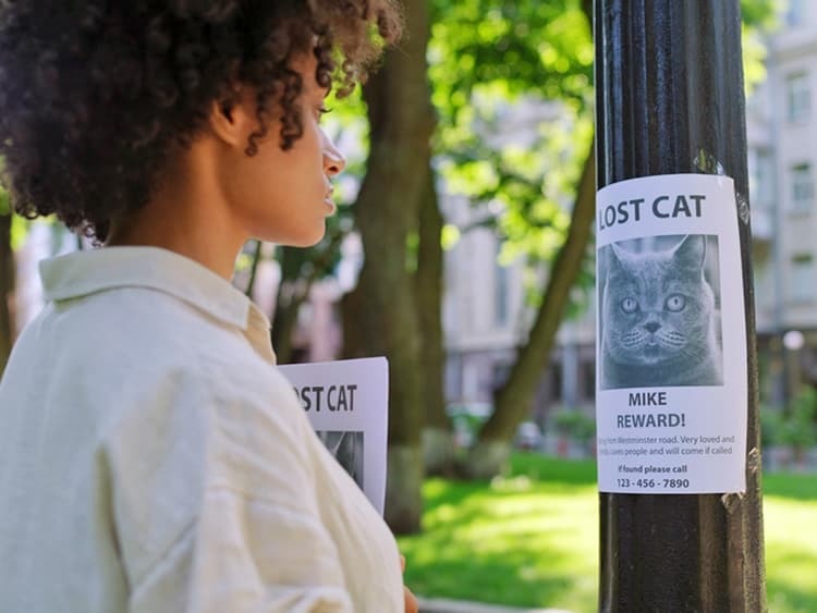 Do You Have a Lost Cat? Here Are the 8 Steps to Take Right Now
