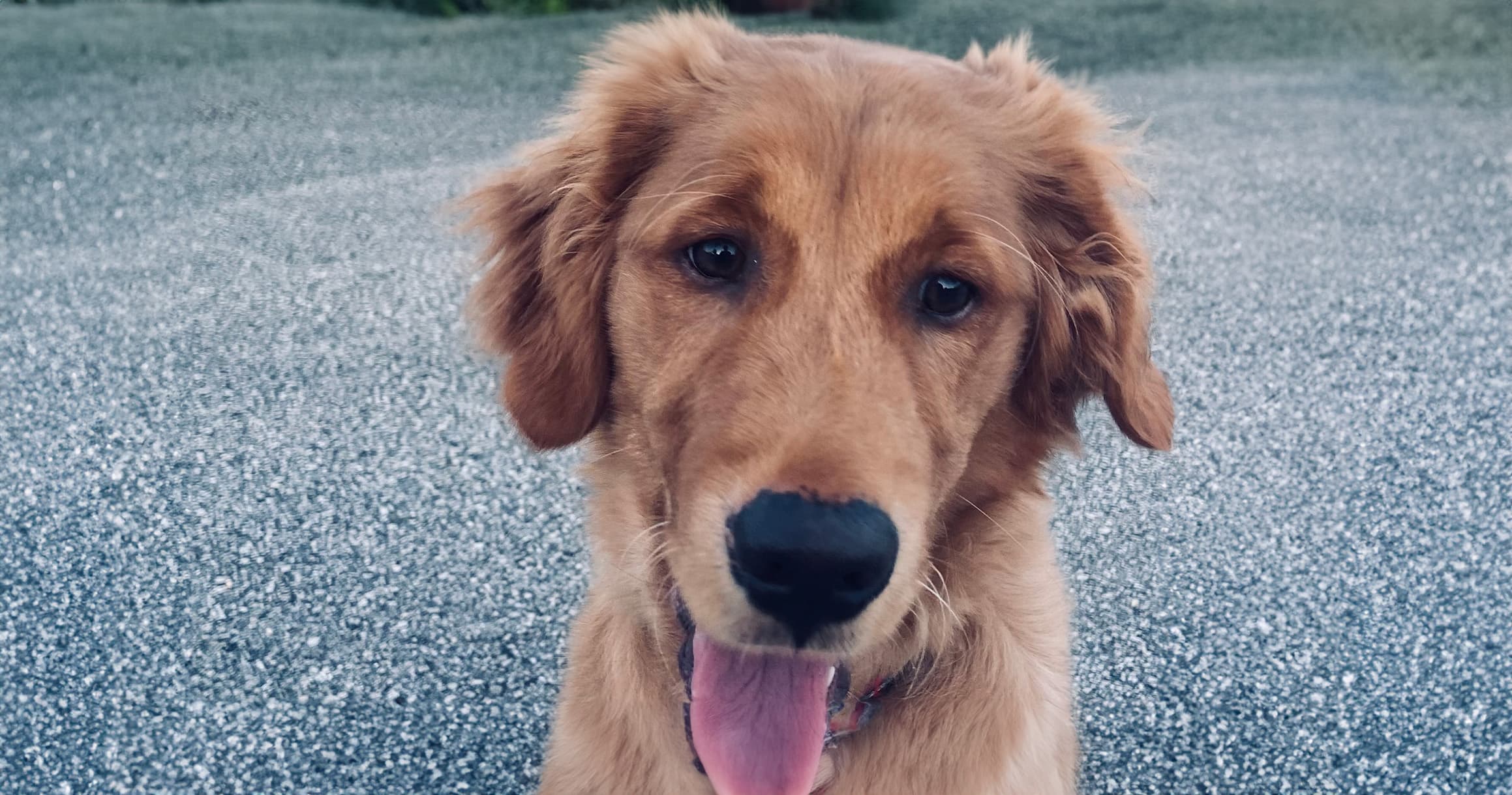 One Golden Retriever’s Perfect Adoption Story