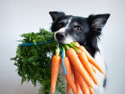 How to Get Your New Dog the Vitamins and Minerals They Need