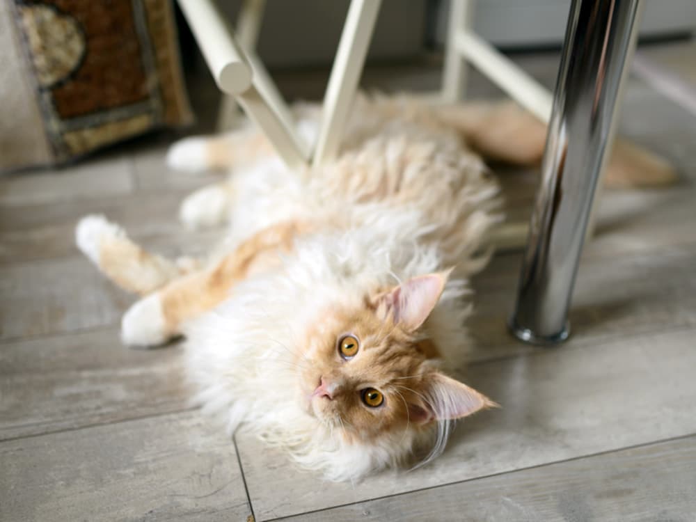 Maine Coon cream colored coat