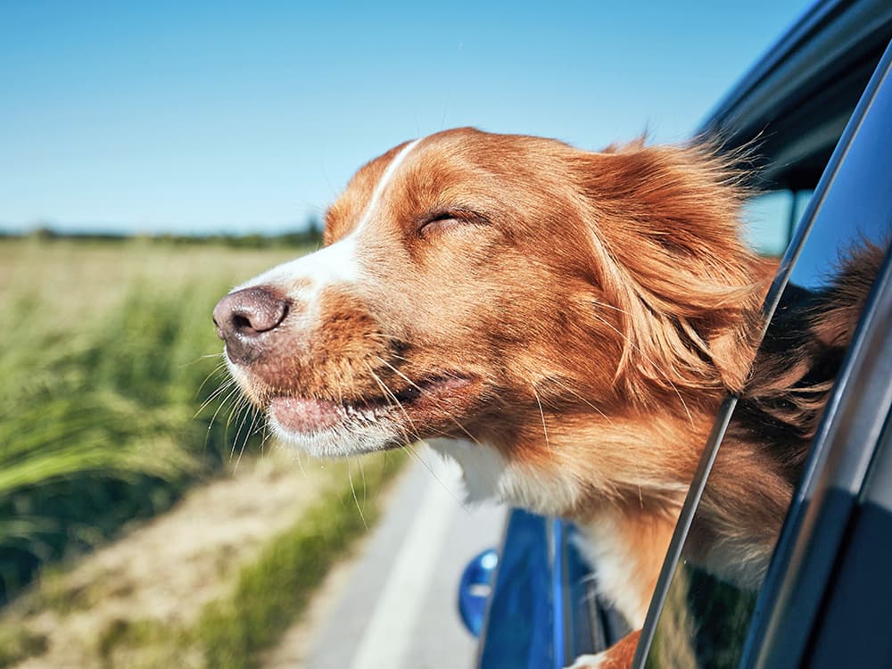 Why I Never Let My Dog Ride With Their Head Out the Window