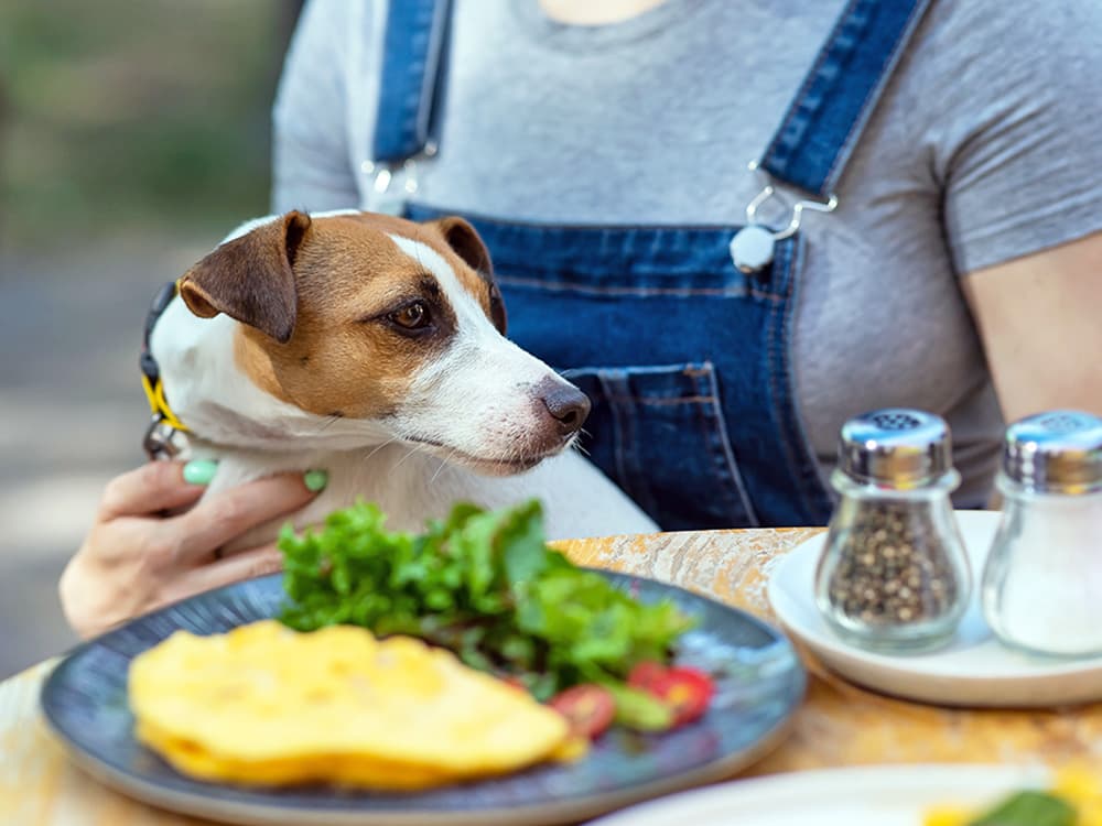 Can Dogs Eat Black Pepper? Health Effects and Safe Alternatives
