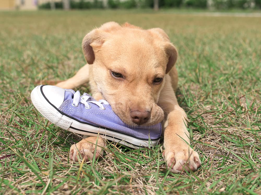 A Brown Puppy Chewing A Purple Shoe